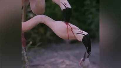 ഇത് തല്ലുകൂടി തലപൊട്ടി ചോരയൊലിക്കുന്നതല്ല, പിന്നെയോ !