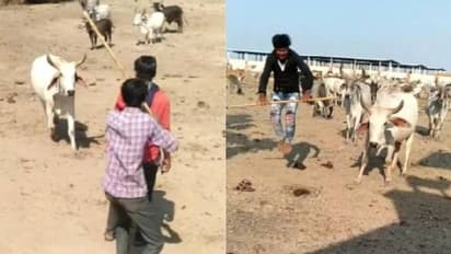 ആക്രമിക്കാനെത്തിയവര്‍ക്ക് മുന്നില്‍ ഉടമയ്ക്ക് രക്ഷകനായി കാള; വൈറലായി ടിക്ക് ടോക്ക് വീഡിയോ