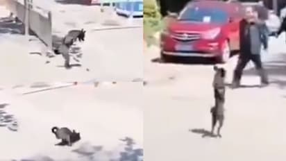 പതിയെ ഒരു ചാട്ടം, പിന്നാലെ റോഡ് മുറിച്ചുകടന്ന് രണ്ടുകാലുകൾ മാത്രമുള്ള നായ; ഹൃദയ സ്പർശിയായ വീഡിയോ