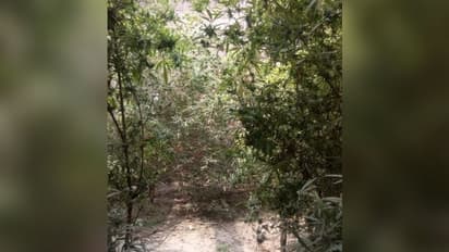 পাঁচিল দিয়ে ঘিরে বাড়িতেই গাঁজা চাষ, হাতনাতে ধরা পড়ল অভিযুক্ত