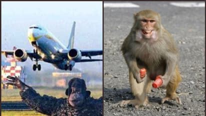 ട്രംപിന്റെ വരവ് പ്രമാണിച്ച് കുരങ്ങുകളെ നാടുകടത്താന് അഹമ്മദാബാദ് വിമാനത്താവള അധികൃതര്