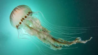 കടലോരത്ത് ഐസ്ക്രീം പോലെ ഉരുകിയൊലിച്ച് ജെല്ലിഫിഷുകളുടെ കൂട്ടം, അമ്പരന്ന് നാട്ടുകാർ