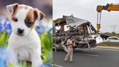പത്തൊമ്പത് മനുഷ്യർ മാത്രമല്ല അവിനാശിയിൽ പൊലിഞ്ഞത് ഇവരുടെ ജീവനും കൂടി