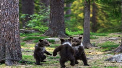 জঙ্গলে নাচছে তিন ভাল্লুক ছানা,খুদেদের কেরামতিতে মাত হল নেট দুনিয়া