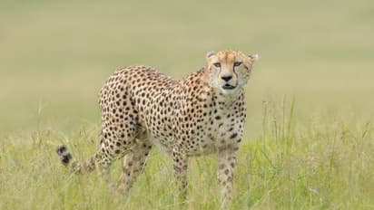 ಟೇಕಲ್‌ ಬಳಿ ರೈಲಿಗೆ ಸಿಲುಕಿ ಚಿರತೆ ಸಾವು?