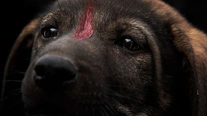 Feeding black Dog : ಸಮಸ್ಯೆಗಳಿಂದ ದೂರವಾಗಲು ನಾಯಿಗೆ ಆಹಾರ ನೀಡಿ