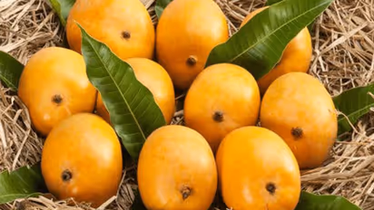 করোনার থাবায় এবার ভেস্তে যাচ্ছে অমৃত যোগ, গৃহবন্দি বৈশাখে আম হারা জনতা