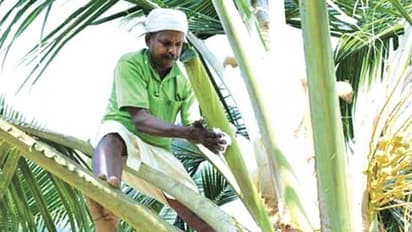 ನೀರಾ ಪಾನೀಯಕ್ಕೆ ಬೇಡಿಕೆ! 10 ಕ್ಕೂ ಹೆಚ್ಚು ಸ್ಥಳಗಳಲ್ಲಿ ಮಾರಾಟ ಮಳಿಗೆ ಆರಂಭ