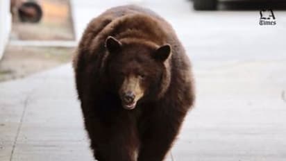 ലോസ് ഏഞ്ചല്‍സിലെ സന്ദര്‍ശകന്‍ ; കാണാം ചിത്രങ്ങള്‍