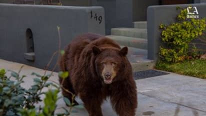 ಕಾರಿನೊಳಗೆ ಸೇರಿಕೊಂಡ ಕರಡಿ, ಸೀಟು, ಡ್ಯಾಶ್ಬೋರ್ಡ್ ಎಲ್ಲಾ ಪುಡಿ ಪುಡಿ!