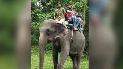 বন্যজন্তুদের মৃত্যুমিছিল, জলদাপাড়ায় হাতি সাফারি বন্ধের সিদ্ধান্ত বনদপ্তরের
