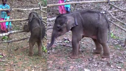 കോതമംഗലത്ത് ഒറ്റപ്പെട്ട കുട്ടിക്കൊമ്പനെ വനപാലകർ രക്ഷിച്ചു