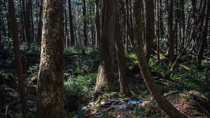 ಇದು ಸುಸೈಡ್ ಫಾರೆಸ್ಟ್, ಒಮ್ಮೆ ಒಳ ಹೋದರೆ ಮರಳಿ ಬಂದ ಇತಿಹಾಸವೇ ಇಲ್ಲ