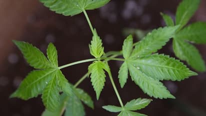 വീടിന്റെ ടെറസില് ഗ്രോ ബാഗ് സജ്ജീകരിച്ച് കഞ്ചാവ് കൃഷി; എക്സൈസ് സംഘമെത്തിയപ്പോള് യുവാവ് ഓടിരക്ഷപ്പെട്ടു