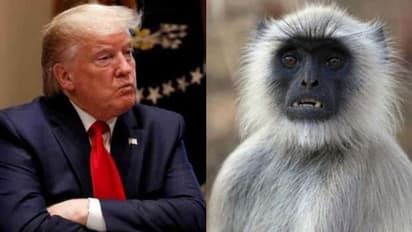 കുരങ്ങുകളുടെ ആക്രമണത്തിൽ നിന്ന് ട്രംപിനെ സംരക്ഷിക്കാൻ ലങ്കൂർ കുരങ്ങന്മാർ !