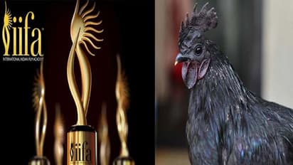 झाबुआ कृषि विज्ञान केंद्र ने की CM से मांग, IIFA में बॉलीवुड स्टार को परोसा जाए कड़कनाथ