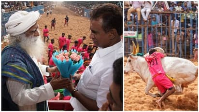 கோவையில் நடந்த "ஜல்லிக்கட்டு"..! சிறப்பு விருந்தனராக "சத்குரு"..!