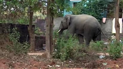 নিহত ৪, হাসপাতালে ৩, দিনভর ওড়িশায় দুই জেলায় তাণ্ডব দাঁতাল-এর