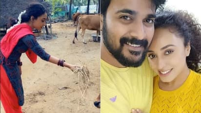 'പശുവിന് പുല്ലുകൊടുക്കുന്ന ലെ ഞാന്‍' എന്ന് പേളി മാണി; വൈക്കോലെന്ന് തിരുത്തി ആരാധകര്‍