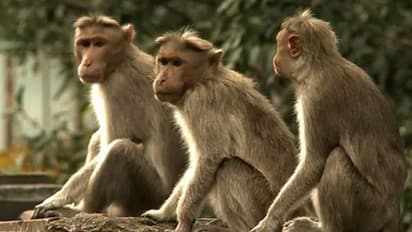 ಕೋಲಾರ: ಕೋತಿಗಳಿಗೆ ಹಣ್ಣು ತಿನ್ನಿಸಿದ ಸಂಸದ