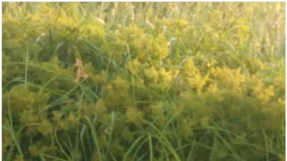 പാടങ്ങളിൽ വരിനെല്ലും കവട ശല്യവും രൂക്ഷം; കർഷകർ ദുരിതത്തിൽ