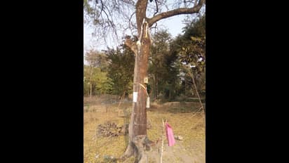 শিবের দয়া, নিমগাছ থেকে বের হচ্ছে 'দুধ', গ্রামজুড়ে শোরগোল