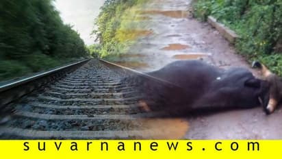 ಬೆಳಗಾವಿ: ಆಹಾರ ಅರಸಿ ಬಂದು ರೈಲಿಗೆ ಸಿಕ್ಕಿ ಪ್ರಾಣಬಿಟ್ಟ ಕಾಡುಕೋಣ
