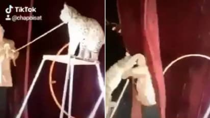 സര്ക്കസ് ഷോയ്ക്കിടെ റിംഗ് മാസ്റ്ററെ ആക്രമിക്കുന്ന കാട്ടുപൂച്ച; എന്തൊരു അപകടമാണിതെന്ന് സോഷ്യല് മീഡിയ