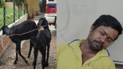 মদ খেয়ে বেহুঁশ, ফাঁকা বাড়িতে ঢুকে ছাগলকে 'ধর্ষণ' যুবকের