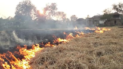 নিষেধাজ্ঞা উড়িয়েই এই রাজ্যে চলছে নাড়া পোড়া, ফিরছে দিল্লি দূষণের ভয়াবহ স্মৃতি