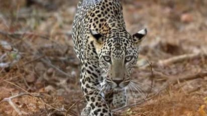 സ്കൂൾ വളപ്പിൽ ഓടിക്കയറിയ പുലി നായയെ കടിച്ചുകീറി; കുട്ടികൾ രക്ഷപ്പെട്ടത് തലനാരിഴയ്ക്ക്