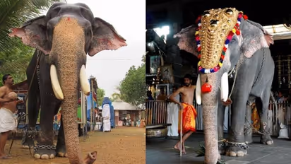 'ആനകളുടെ ദൈവം', ഗുരുവായൂര് പദ്മനാഭന്, ദൈവത്തിങ്കലേക്ക് യാത്രയായപ്പോൾ കണ്ണീരടങ്ങാതെ ആരാധകർ