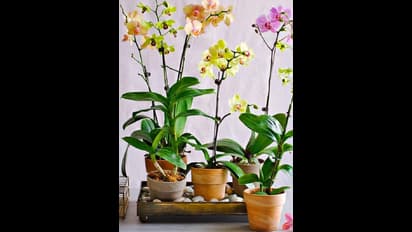 প্রতিনিয়ত অবাঞ্ছিত ঝামেলা যদি হয় সঙ্গী, তার থেকে মুক্তি দেবে বাস্তুর এই নিয়মগুলি