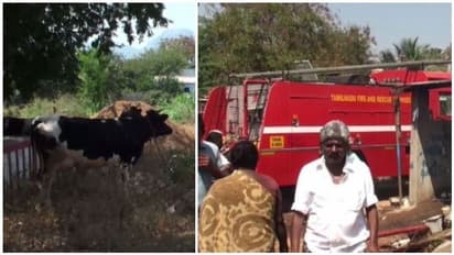 துடிதுடித்து இறந்துபோன 30 பசுக்கள்..! மதுரையில் பரபரப்பு..! மோசமான நிலையில் 10 பசுக்கள்..?