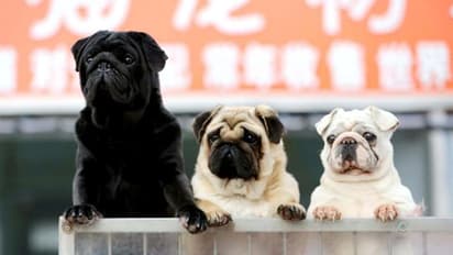 To tackle abuse, abandonment, South Korea to grant legal status to animals