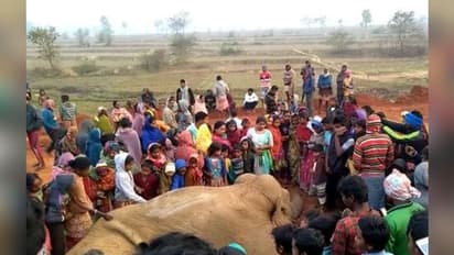ফের ট্রেনের ধাক্কায় হাতির মৃত্যু, ঘটনায় মিশ্র প্রতিক্রিয়া শুশুনিয়াবাসীর