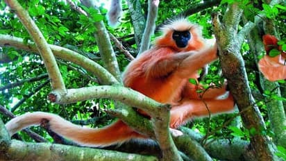 ഉമാനന്ദ ദ്വീപില് ഇനി ഗോള്ഡന് ലംഗൂറുകളില്ല