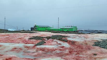ಶ್ವೇತವರ್ಣದ ಅಂಟಾಕ್ರ್ಟಿಕಾ ಈಗ ‘ರಕ್ತ’ಸಿಕ್ತ; ಏನಿದು ವಿಸ್ಮಯ?