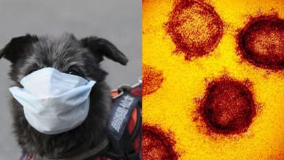 വളർത്തു നായക്കും കൊറോണ എന്ന് സംശയം; ആശങ്കയിൽ ഡോക്ടർമാർ