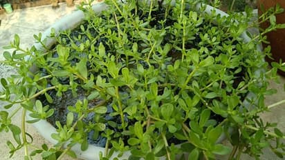 শুধু স্মৃতিশক্তিই নয়, পারকিনসন ও অ্য়ালজাইমার্সের মতো রোগ প্রতিরোধেও জবাব নেই ব্রাম্ভীর