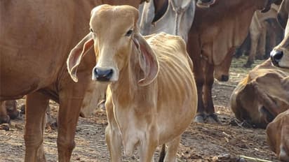 പശുവിനെ വളര്ത്തിയാല് മാസംതോറും മൂന്നുലക്ഷം രൂപ വരുമാനം നേടാം?