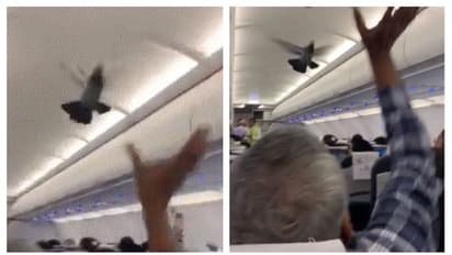 যাত্রী ভর্তি বিমানে উড়ে বেরাচ্ছে জোড়া পায়রা, ভাইরাল হল ভিডিও