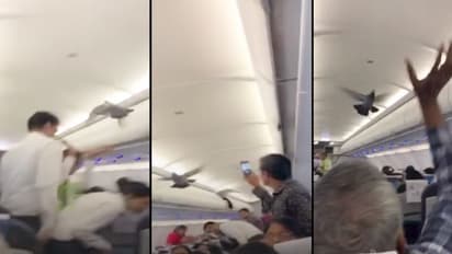 ದೊಡ್ಡ ಹಕ್ಕಿಯೊಳಗೆ ಸಣ್ಣ ಹಕ್ಕಿ! ವಿಮಾನದೊಳಗೆ ಪಾರಿವಾಳ ನುಗ್ಗಿ ಅವಾಂತರ!