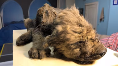 ১৮ হাজার বছর আগের কুকুর ছানা, উদ্ধার হল বরফে চাপা মৃতদেহ