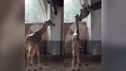 আলিপুর চিড়িয়াখানায় নতুন অতিথি, ফুটফুটে কন্যাসন্তানের জন্ম দিল তৃণা