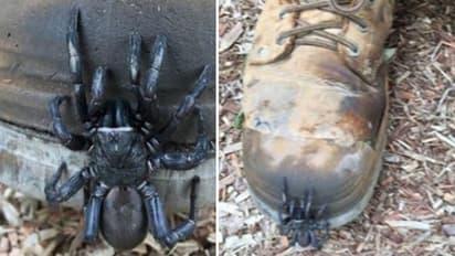 പിന്തുടര്ന്ന് ആക്രമിക്കുന്ന 'മാംസം തീനി' എട്ടുകാലിയോ?