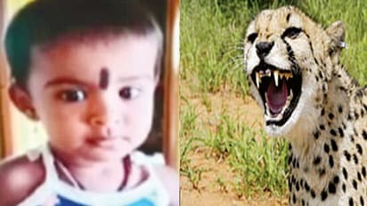 ಅಜ್ಜ, ಅಜ್ಜಿ ಎದುರೇ ಮಗು ಕಚ್ಚಿಕೊಂಡು ಹೋಗಿ ಕೊಂದ ಚಿರತೆ! ನಾಲ್ಕನೇ ಬಲಿ