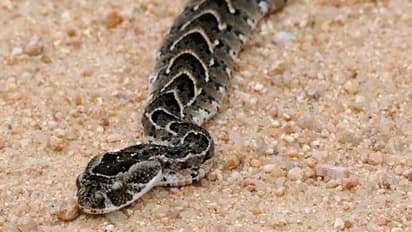 അയര്ലന്ഡില് യുവാവിനെ പാമ്പ് കടിച്ചു: രാജ്യത്തെ ആദ്യത്തെ പാമ്പ് കടിയെന്ന് റിപ്പോര്ട്ട്