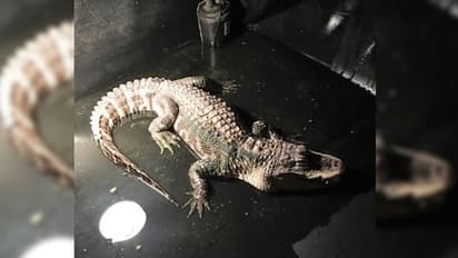 বাড়িতে পুলিশের তল্লাশি, বেসমেন্ট খুলতেই মিলল কুমির