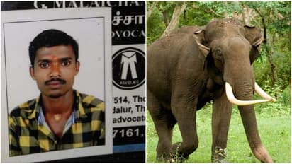 தனியாக சிக்கிய வாலிபர்..!ஆக்ரோஷமாக தூக்கி வீசி மிதித்து கொன்ற காட்டு யானை..!